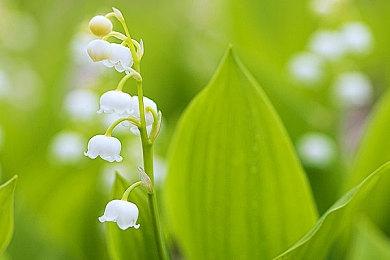 《黑色沙漠》新拓展“永冬之山”预告 4月正式上线